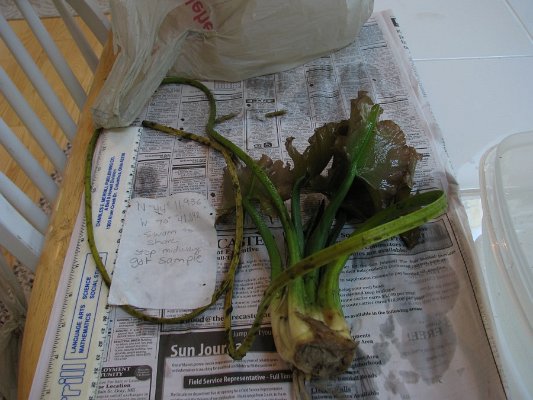 2-10spatterdock no flower from large rhizome
